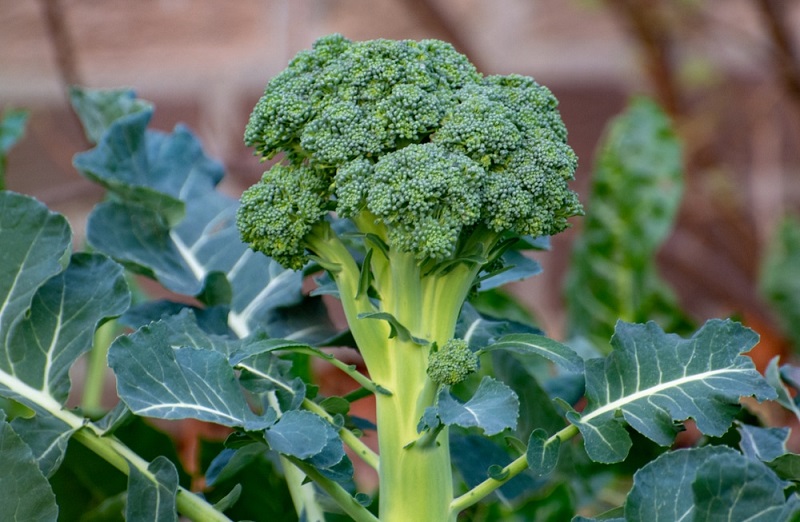 How to grow broccoli cabbage in the home garden