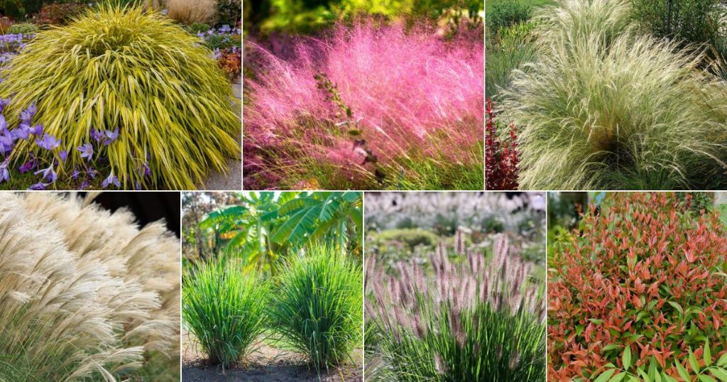 Does Ornamental Grass Grow Well in Florida?