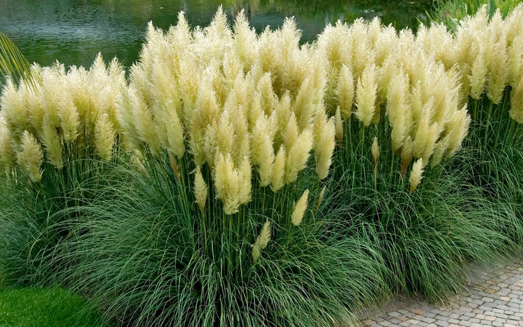 Best Well Grown Ornamental Grasses Florida