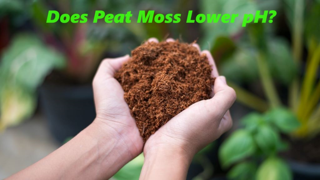 Does Peat Moss Lower pH?