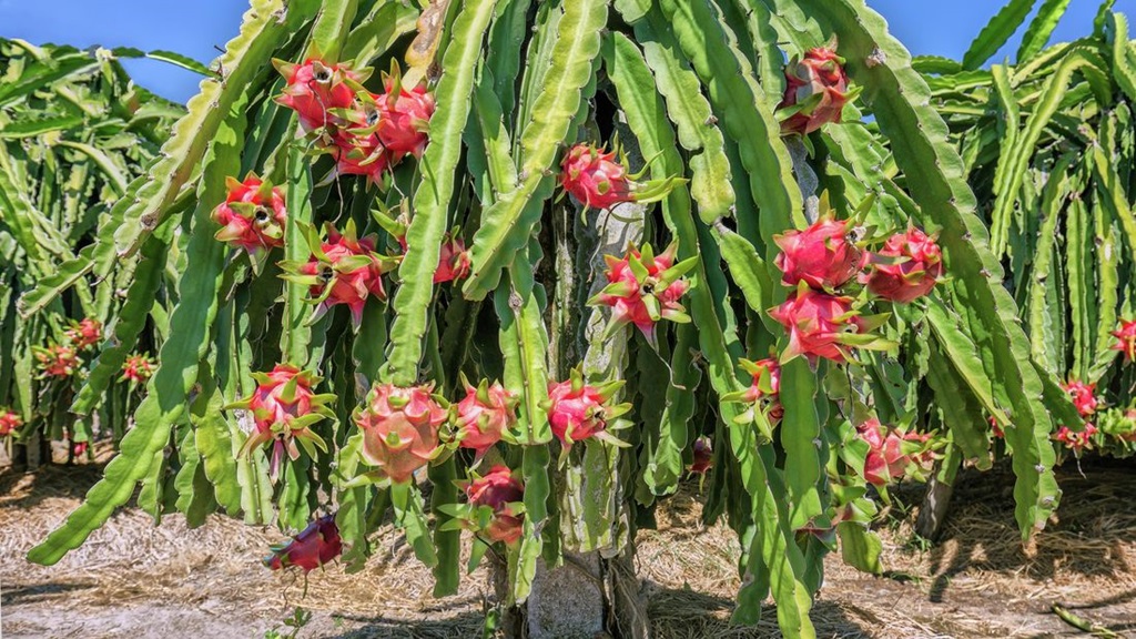 Caring for New Dragon Fruit Plants