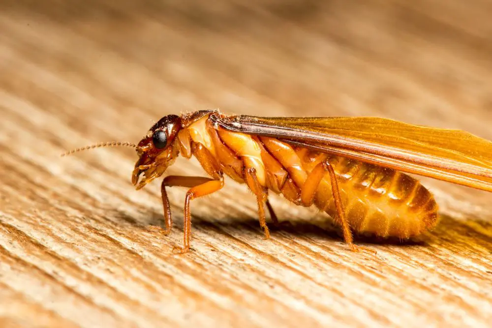 What to do if you see flying termites in your home