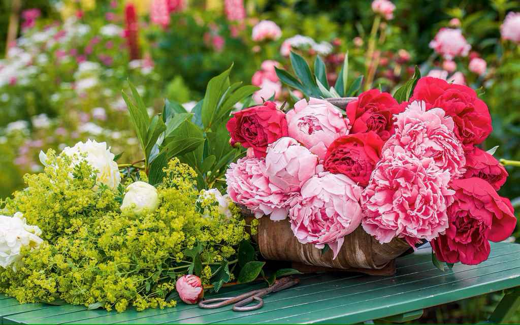 What are the best conditions for peonies to grow in