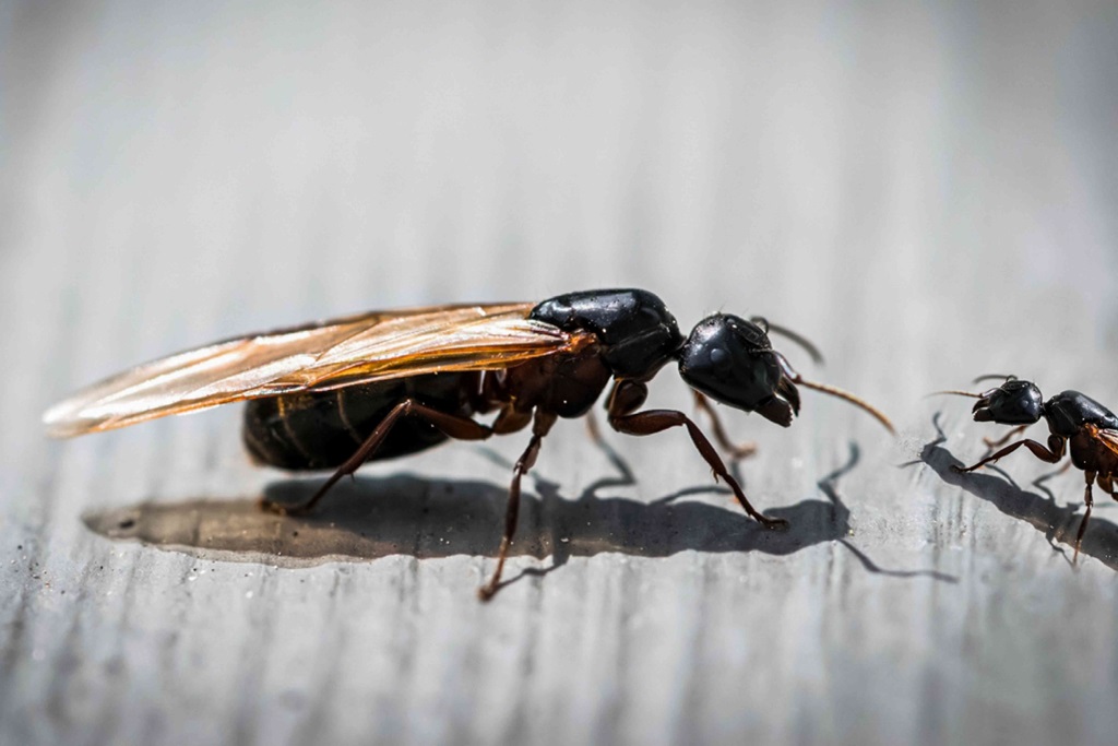 How to Get Rid of Flying Ants in the House: Effective Tips and Smart Solutions for a Pest-Free Home