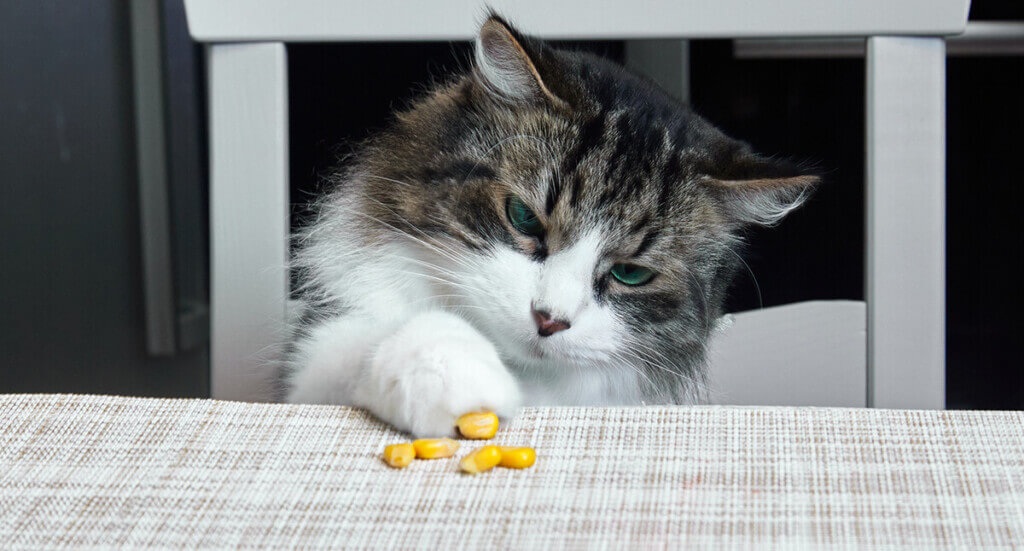 How to Identify Food Sensitivities in Cats With Elimination Diets