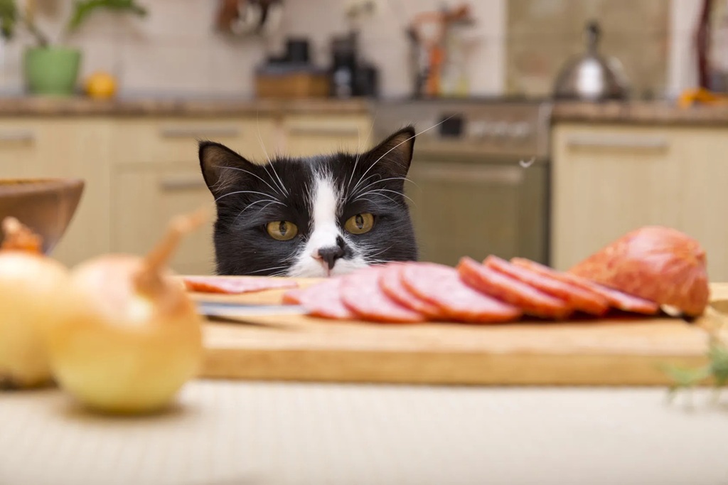 How do I know if my cat has food sensitivities?