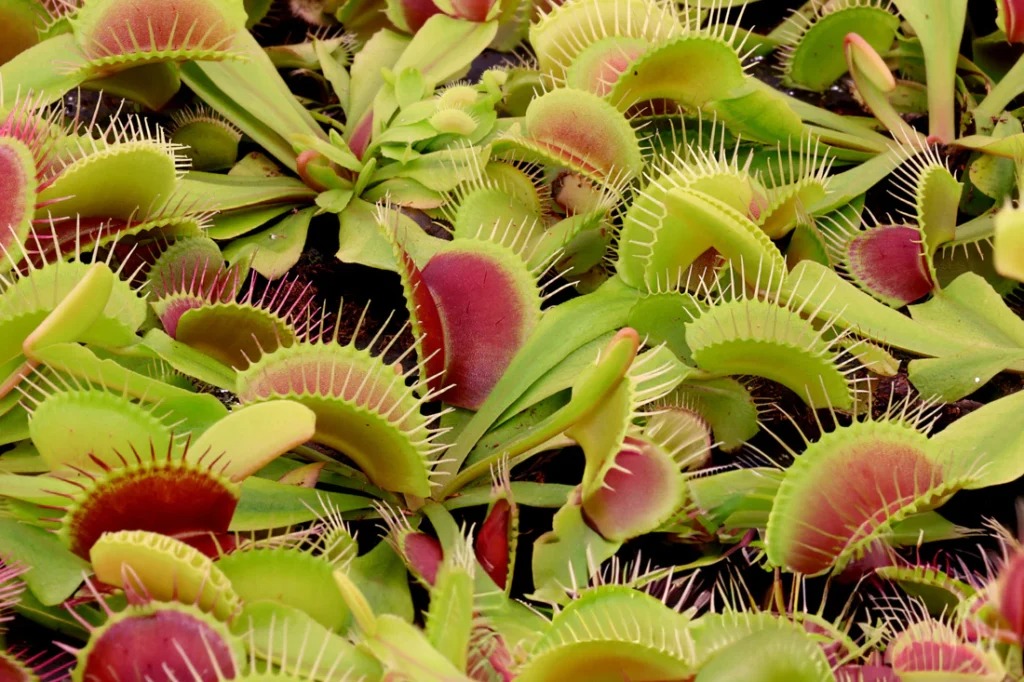 How to best care for a Venus flytrap