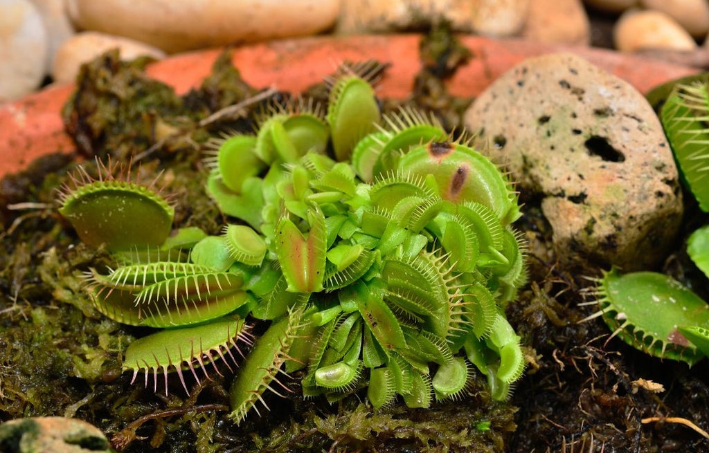 How to get a Venus flytrap to thrive