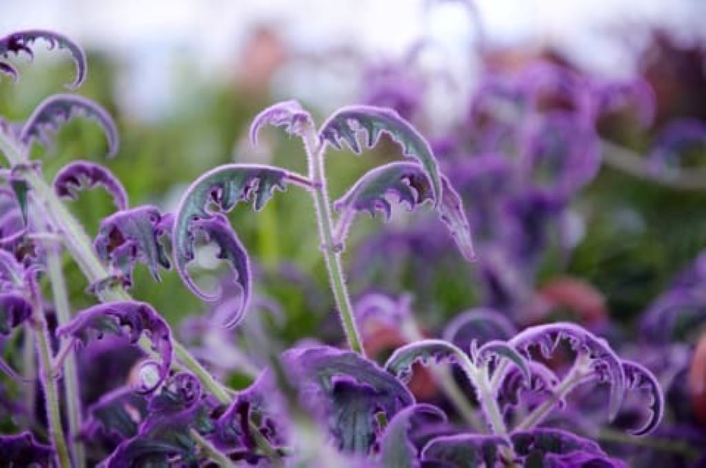 Purple velvet plant with leaves showing damage from hard water salt buildup, highlighting care tips for preventing mineral deposits