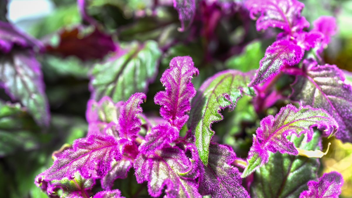 Purple Velvet plant with deep green and purple leaves showing signs of salt buildup from hard water, highlighting care tips to protect indoor plants