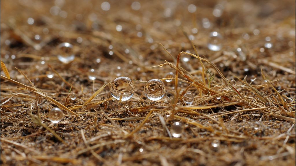 Close-up of water beading on hydrophobic lawn soil showing water repellent surface with dry grass